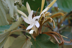 Pterospermum acerifolium